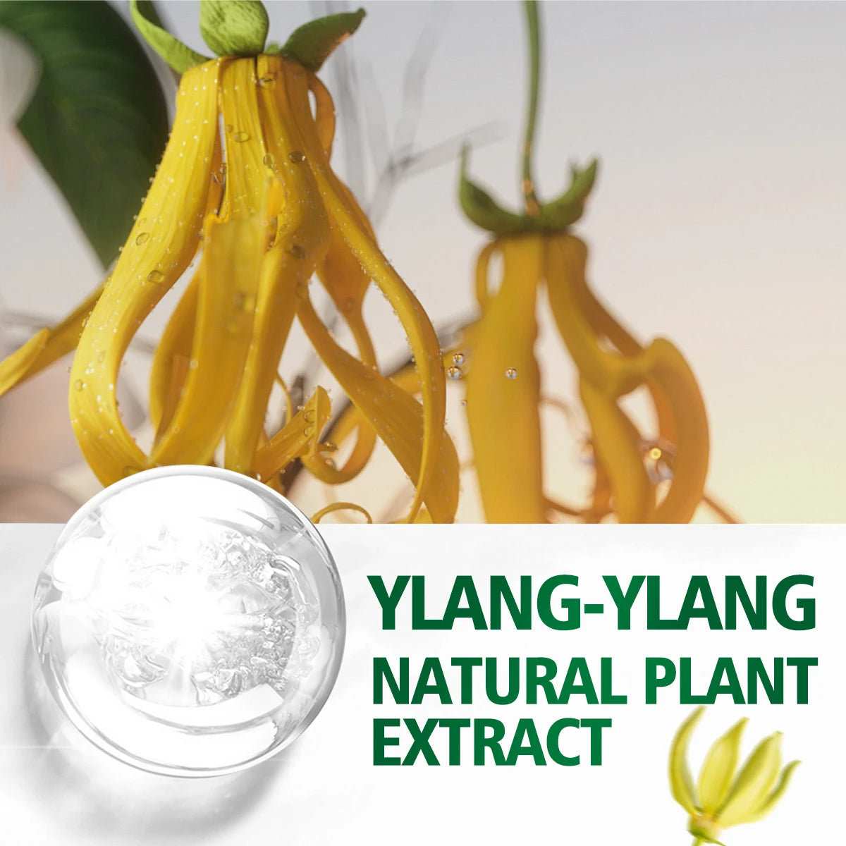 Ylang Ylang Essential Oil - Aromatherapy & Massage Oil